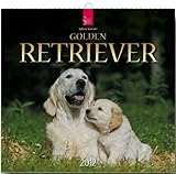 Golden Retriever 2012 by 