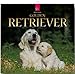 Golden Retriever 2012 by 