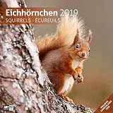 Eichhörnchen 2019, Wandkalender / Broschürenkalender im Hochformat (aufgeklappt 30x60 cm) - Geschenk-Kalender mit Monatskalendarium zum Eintragen by
