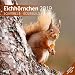 Eichhörnchen 2019, Wandkalender / Broschürenkalender im Hochformat (aufgeklappt 30x60 cm) - Geschenk-Kalender mit Monatskalendarium zum Eintragen by