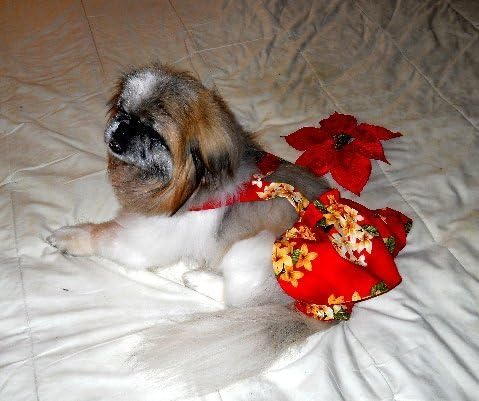 Joybies Red Tropic Piddle Skirt for X Large Female Dog(19"-22 inches / 48.26 cm - 55.88 cm Along Spine From Collar to Base of Tail X Large Red with Floral Graphic