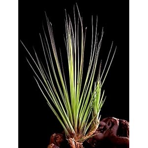 Eine Pflanze Seltene Regenwald Tillandsien juncifolia circa 25 cm Höhe