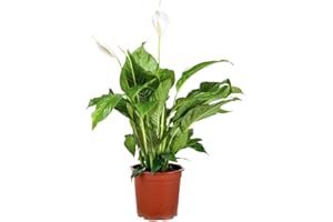 Bloomique - Spathiphyllum Torelli - Friedenslilie - Einblatt Zimmerpflanze - Zimmerpflanzen - Luftreinigend - Höhe 60-70 cm - Topf 17 cm