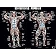 Poster Bodybuilding anatomie (0000) : Frédéric Delavier: Amazon.fr: Livres