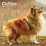 Collies 2020 - 16-Monatskalender mit freier DogDays-App: Original BrownTrout-Kalender [Mehrsprachig] [Kalender] (Wall-Kalender)