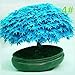 Produktbild Junlinto, 20 Stücke Japanischen Ahorn Samen Bonsai DIY Pflanze Blumentopf Bunte Blätter Kreative Haushalt Haus Mini Gartenarbeit Decor 11