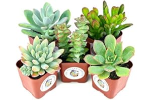 DECOALIVE Mix de Cinco Suculentas Naturales Mini Plantas Crasas Ideales para Decorar el Hogar