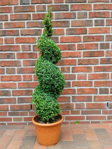 2 Buchsbaum Spiralen, Höhe: 110-120 cm, Bonsai, Buxus Formschnitt !