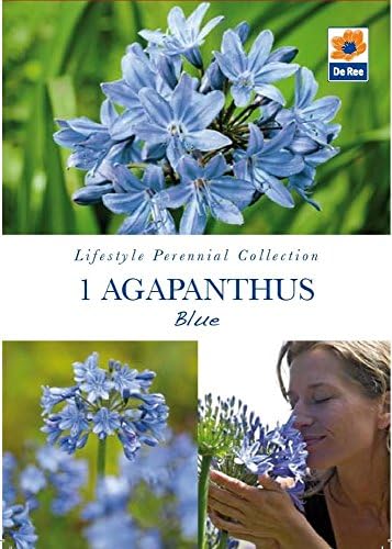 Pack of Lifestyle Perennial Collection Bulbs - 1 Agapanthus Blue
