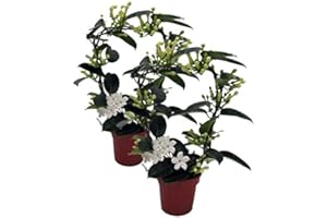 UNSERE-GAERTNEREI-MUELLER Kranzschlinge, (Stephanotis floribunda), Sorte: Fleur Parfum, im 12cm Topf, ca. 45cm hoch (2 Pflanzen, Sorte: Fleur Parfum)