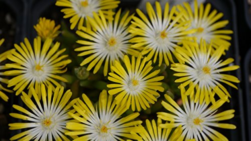 Kakteengarten 12verschiedene winterharte Mittagsblumen/Delosperma im Set -9cm Topf - 3