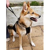 creature comforts dog harness