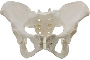Pvczool LebensgroßEs Weibliches Becken Modell, HüFt Modell - Weibliches Anatomie Modell, HüFt Knochen Becken Modell Weibliches Anatomisches Modell