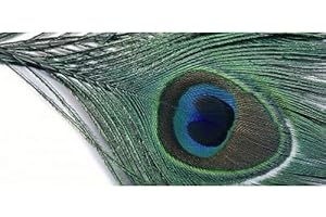 VENIARD Peacock Eye Top Fly Tying Feathers. Choice of colours, Peacock Feathers (Natural)