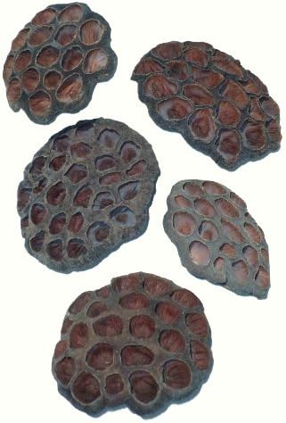 5 x Lotus Pods, Natural Dried Plants