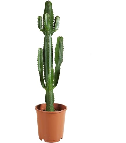 Spiralkaktus Cereus forbesii spiralis - ein sulenfrmiger Kaktus aus  Sdamerika - pflegeleichte Sukkulente fr das sonnige Fensterbrett -  auergewhnliche Zimmerpflanze : Amazon.de: Garten