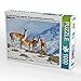 Produktbild Wer stört Ein Gruppe neugieriger Vikunja im winterlichen Torres del Paine National Park 1000 Teile Puzzle quer: Vikunja (Vicugna vicugna), Torres del Paine National Park, Chile (CALVENDO Orte)