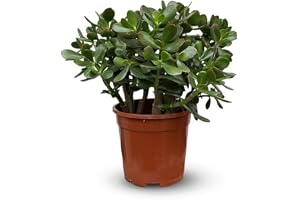 Attitude Garden - Crassula ovata - jade träd - 35–40 cm - ⌀ 17 cm - kaktusar och suckulenter