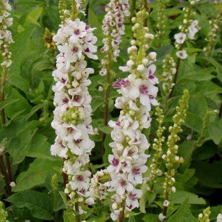 Niedrige Königskerze 'Album' - Verbascum nigrum 'Album' - Beetstaude