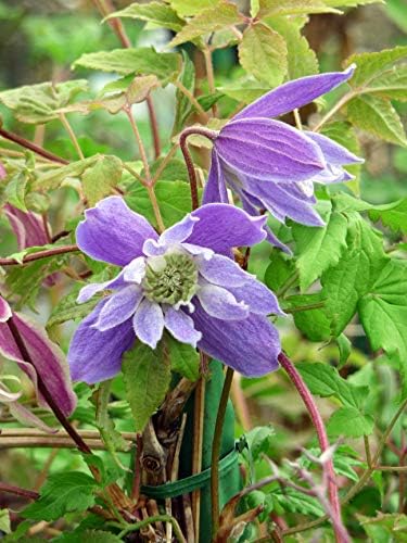 Pauline- Clematis Pauline- Superb Personalised Gift Idea for Mum, Mom, Her, for Birthdays & All Occasions