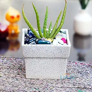 Lasaki Square Ceramic Pots for Indoor Plants,Planters,Flower pots,gamla for Indoor,Outdoor,Balcony,Home,Garden,Office Decor,Succulent Pot (Color:White)(L:12 cm, W:12 cm, H:10 cm)