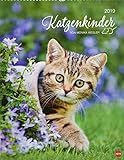 Katzenkinder Posterkalender - Kalender 2019 by 