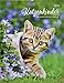 Katzenkinder Posterkalender - Kalender 2019 by 