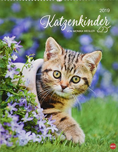 Katzenkinder Posterkalender - Kalender 2019