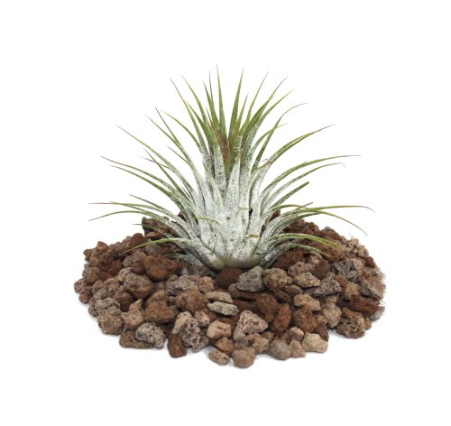 Tillandsia ionantha ionantha – lose Pflanze - 3