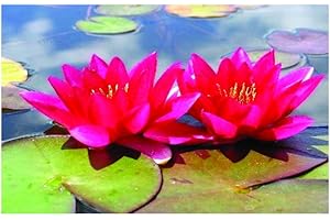 Lincolnshire Pond Plants Ltd Water Lily - Live Water Plant Aquatic Pond Lake Marginal (Potted Dwarf Xue Fei)