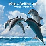 Wale & Delfine 2013 Whales & Dolphins Broschürenkalender by
