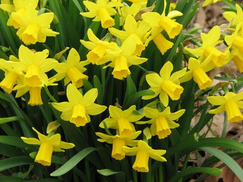 20 x 'Tête á Tête' Daffodil Bulbs (Dwarf Narcissus) Free UK Postage