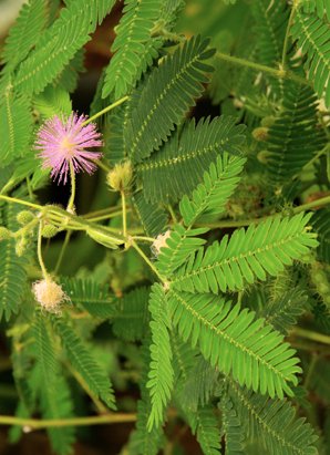 Seedeo Anzuchtset Echte Mimose (Mimosa pudica) - 3