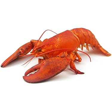 FROZEN LOBSTER MEAT 12X320G (TUBS) - Lucky 8