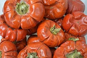 Falcon Workshop Supplies Ltd 25 DRIED MINI PUMPKIN SOLANUM WHOLE FRUIT, HALLOWEEN CHRISTMAS CRAFT WREATH FLORIST