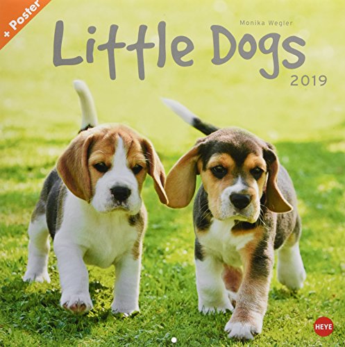 Wegler Little Dogs Broschurkalender - Kalender 2019