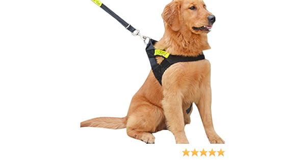 amazon dog leash and collar
