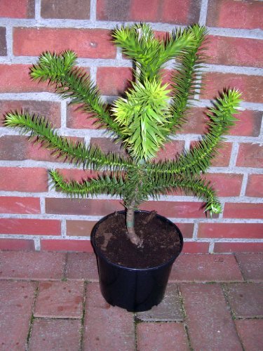 Araucaria araucana, Höhe:75-80 cm,Schmucktanne, Affenbaum, Affenschaukel, Andentanne, winterharte Pflanze !