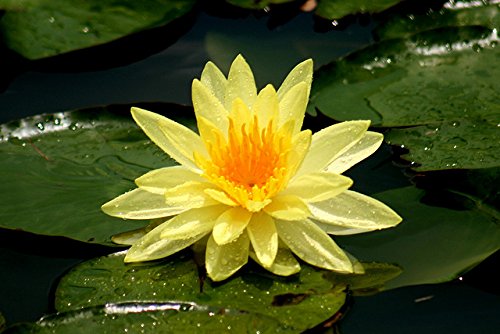 5 gelbe Seerose Nymphaea Sp Pad Pond Blumensamen durch Live-Samen