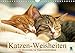 Produktbild Katzen-Weisheiten: 12 Bonmots für Katzenliebhaber (Wandkalender 2019 DIN A4 quer): Charmante Stubentiger: Besinnliches und Heiteres (Monatskalender, 14 Seiten ) (CALVENDO Wissen)