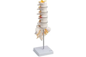 CRANSTEIN SCIENTIFIC Cranstein A-319 Columna Lumbar - Modelo de Anatomía | con el sacro abierto