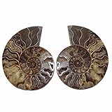 Ammonit Paar aus Madagaskar Ammonit Paar Fossil aus Madagaskar je Hälfte ca. 70- 80 mm Ø