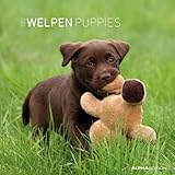 Welpen 2012. Broschürenkalender 30 x 30 cm by 