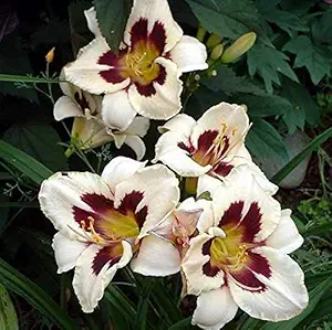 FERNSFLY IMP. Daylily | Hemerocallis | Daylilies | Day Lily Excellent Quality Flower Bulbs Aromatic Flower Plant Home Outdoor Gardening Plants Flowering Bulbs (Pack Of 4 Moonlit Masquerade)