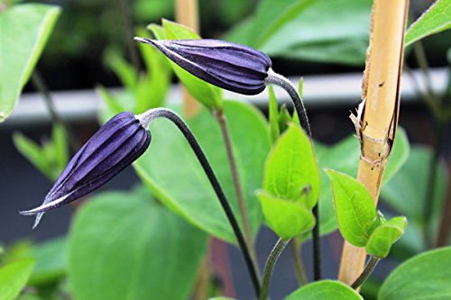 Clematis, Waldrebe, Stauden-Clematis – Im 2lt. Topf, Höhe 60-100cm, mit 3 Bambus gestäbt - 2