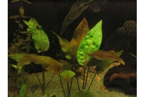 AQUAPLANTS Diverses espèces de Cryptocoryne X5 - Live plantes d'aquarium