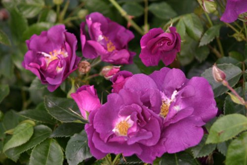 Rhapsody in Blue® - Container Rose im 4 ltr. Topf