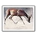 Produktbild ARTWall Kunstdruck auf Leinwand 28 von 91,4 cm Mark Adlington 'Roe Buck' Brillanz Flache Canvas Artwork mit 2 Accent Bordüre