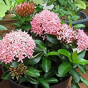 Delorea Rare Miniature ixora Plant Thailand Chethi Ixora coccinea Red Color 1 Live plants