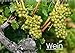 Produktbild Wein (Wandkalender 2017 DIN A3 quer): Farbige Fotografien rund um das Thema Wein. (Monatskalender, 14 Seiten ) (CALVENDO Lifestyle)